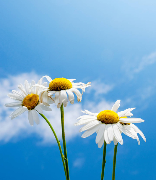 красиві ромашкові квіти на тлі блакитного неба
 - Фото, зображення