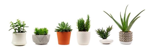 Grupo de varios cactus de interior y plantas suculentas en macetas aisladas sobre un fondo blanco - Foto, Imagen