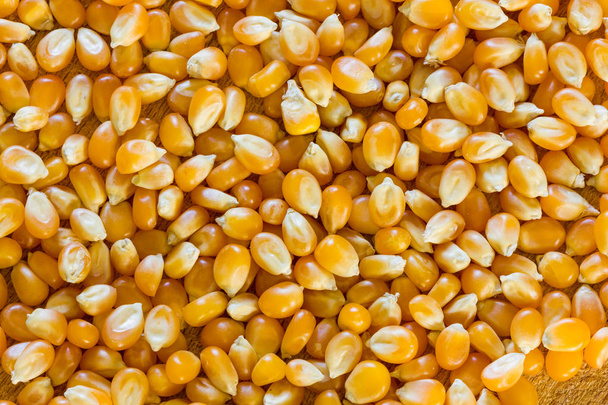 Corn for popcorn closeup - Foto, immagini