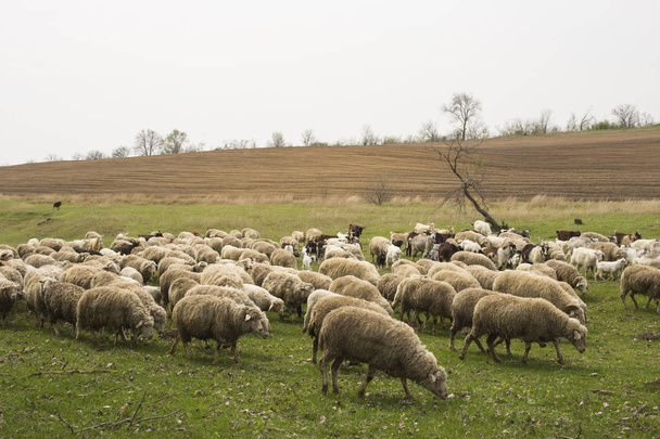 Un troupeau de chèvres et de moutons. Les animaux paissent dans la prairie. Alpages de montagne d'Europe
. - Photo, image