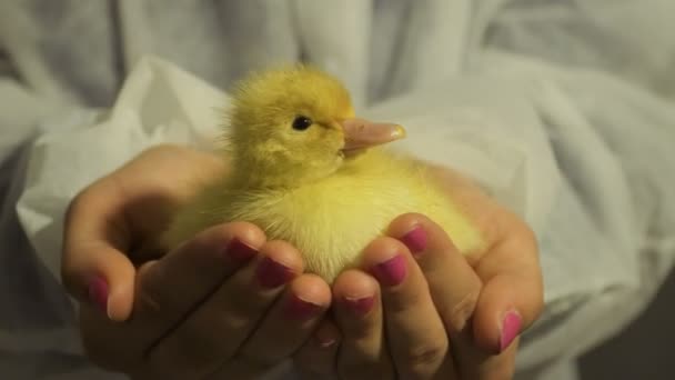 Cute yellow duckling in female hands - Materiał filmowy, wideo