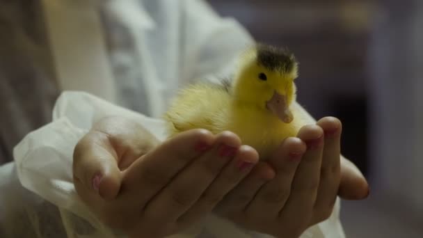 Female hold mulard duckling in palms - Materiał filmowy, wideo