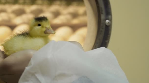 Female hold duckling in hands against blurred incubator with eggs - Materiał filmowy, wideo