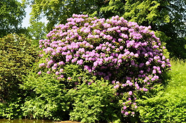 Бад-Маскау - парк - цветущие рододендроны
 - Фото, изображение