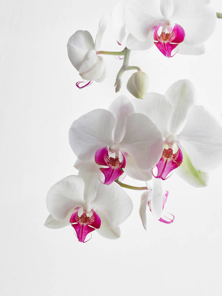 white Orchid in soft focus    - 写真・画像
