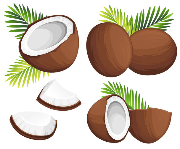 Illustratie van de kokosnoot. Geheel en stukken kokosnoten met groene palmbladeren. Biologisch voedselingrediënt, tropische natuurproduct. Vectorillustratie geïsoleerd op witte achtergrond. - Vector, afbeelding