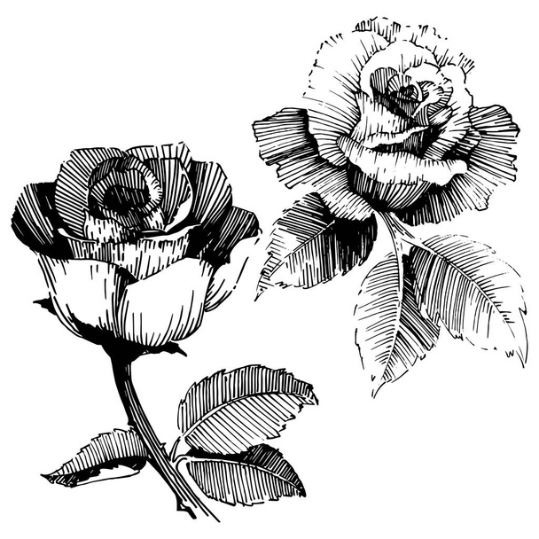 Roses vectorielles. Feuille sauvage de printemps fleur sauvage isolée. Fleurs botaniques florales.Fleurs sauvages vectorielles pour le fond, la texture, le motif d'emballage, le cadre ou la bordure
. - Vecteur, image