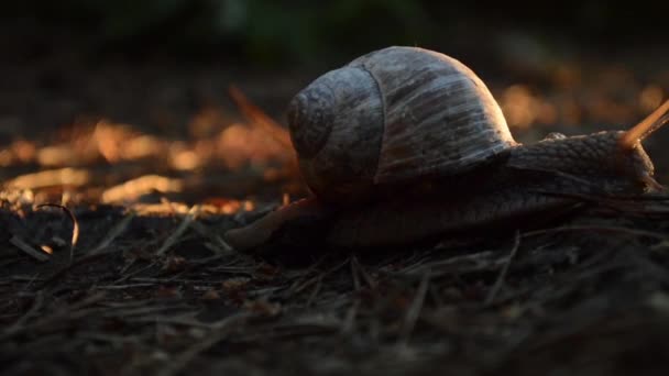 Schnecke kriecht bei Sonnenuntergang auf einem Waldweg - Filmmaterial, Video