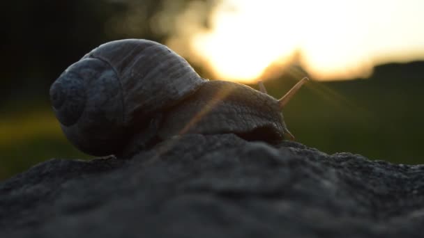 Schnecke kriecht auf einem Stein vor schönem Hintergrund - Filmmaterial, Video