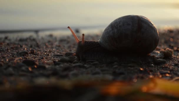 Schnecke kriecht am Strand im Sonnenuntergang, die Brandung, der Sand am Strand. - Filmmaterial, Video