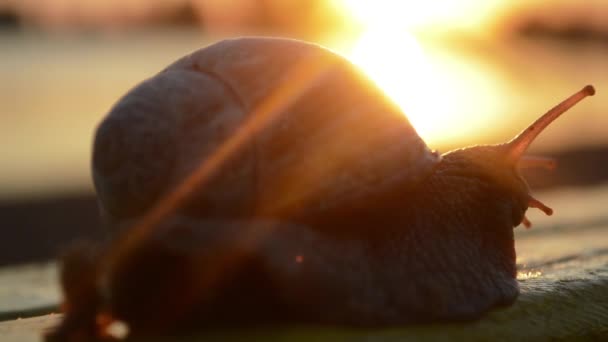 Schnecke kriecht bei Sonnenuntergang auf die Bank, wendet sich der Kamera zu - Filmmaterial, Video