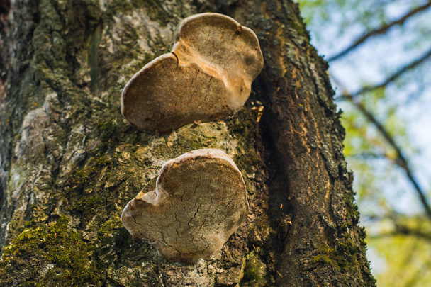 mushrooms grew on a tree in the forest - Photo, Image