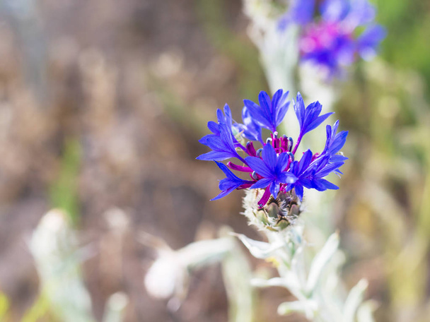 Travel to Turkey - blue cornflower (centaurea montana) on meadow in Goreme National Park in Cappadocia in spring - Photo, Image