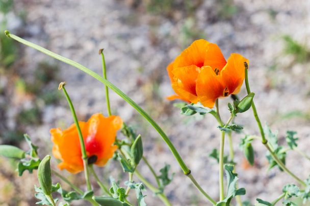 Podróż do Turcji - Dziki kwiat MAK (Papaver orientale) na łąka w Parku Narodowym Goreme w Kapadocji wiosną - Zdjęcie, obraz