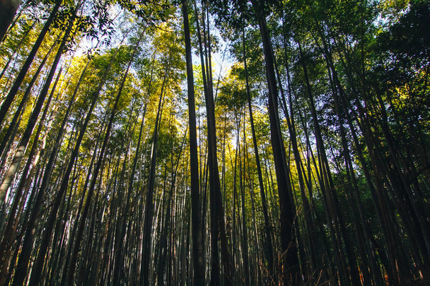 Bamboo Forest is a natural forest of bamboo located in Arashiyama, Kyoto, Japan. The forest consists of several pathways for tourists and visitors. The Ministry of the Environment considers as a soundscape of Japan. - Фото, изображение
