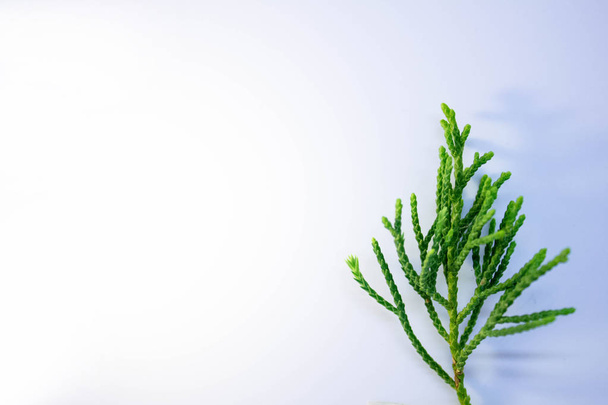 Evergreen Tree Branch Frame Isolato su sfondo bianco, Isolato su sfondo bianco foglia verde della natura, Foglie verdi dell'albero, Foglie verdi su sfondo bianco, Foglia verde isolata su sfondo bianco
 - Foto, immagini