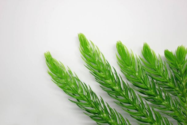 Evergreen Tree Branch Frame Isolated on White Background, Isolated on white background green leaf of nature, Green leaves of the tree, Green leaves on a white background, Green leaf isolated on white background - Photo, Image