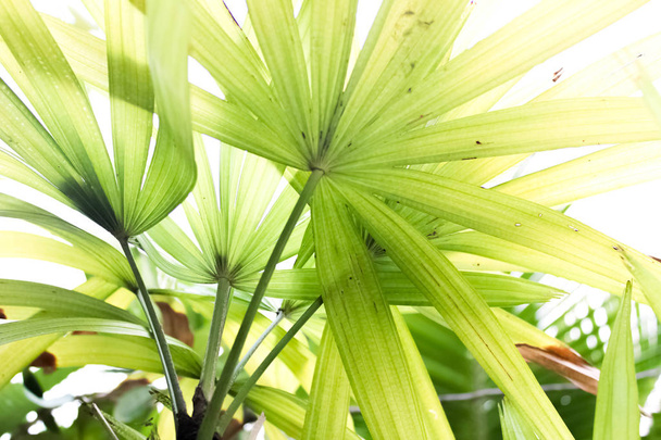 Licuala palm leaves, green fan palm leaves close up - Photo, Image