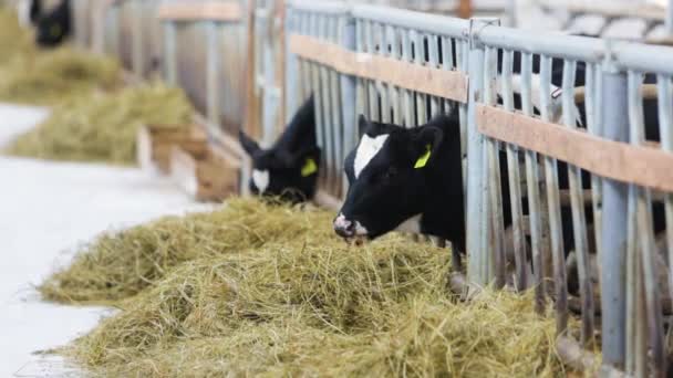 terneros y vacas que se alimentan en la granja del diario
 - Metraje, vídeo
