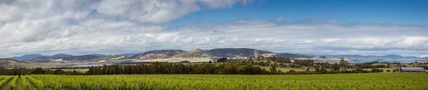 Vista panorâmica das vinhas em frente à baía de Barilla, na Tasmânia, Austrália
 - Foto, Imagem