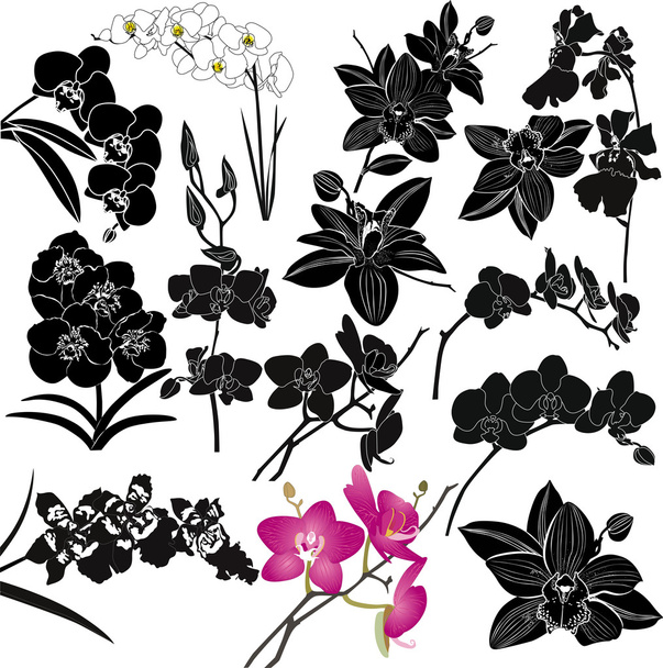 kwiaty storczyki na białym tle - Wektor, obraz