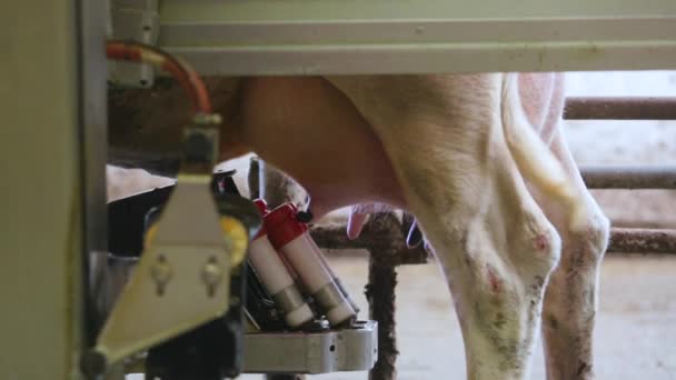 Zautomatyzowane krowa dojenie na farmie technologicznych - Materiał filmowy, wideo