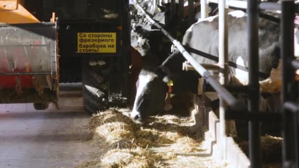 Кормление коров на ферме с автоматизированным распределителем кормов
 - Кадры, видео