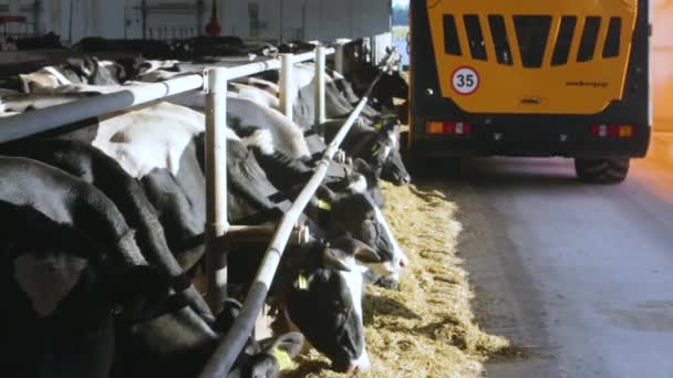 Alimentar vacas en una granja
 - Imágenes, Vídeo