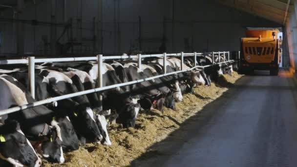 Hodowla krów w stall wolna zwierząt gospodarskich - Materiał filmowy, wideo