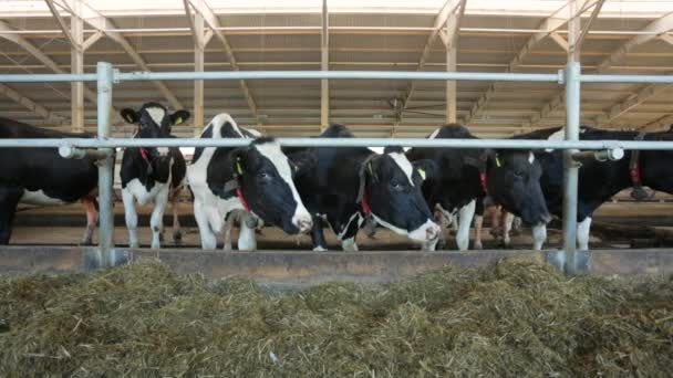 Αγελάδες σε φάρμα βλέποντας τένις αγώνα - Πλάνα, βίντεο