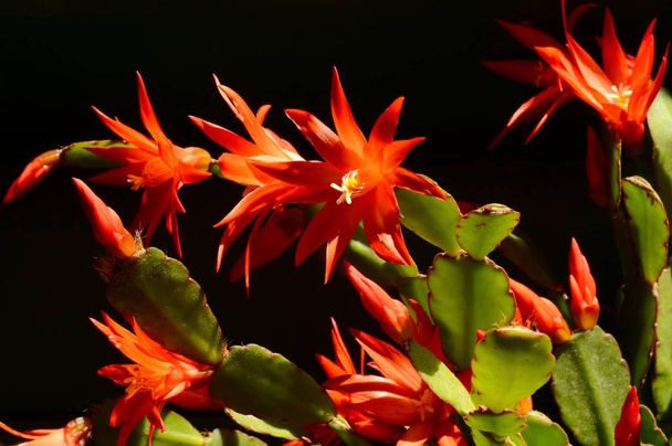 Hermosas flores rojas de cactus rojo de Navidad de la familia Schlumbergera
 - Foto, Imagen
