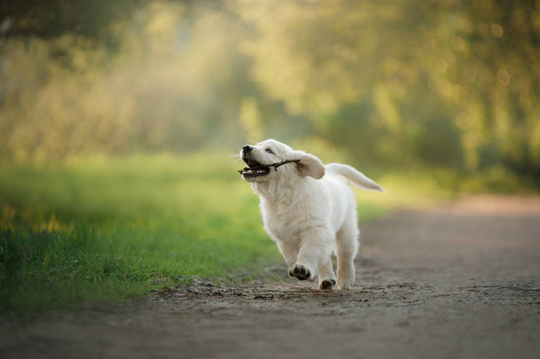 Golden Retriever puppy runs on grass and plays. - Fotografie, Obrázek