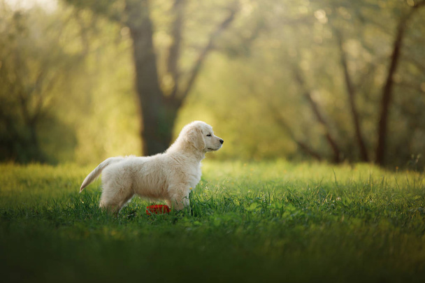 Golden Retriever puppy runs on grass and plays. - Фото, изображение
