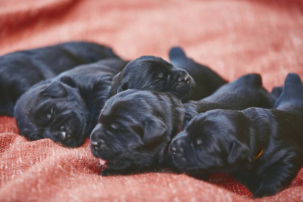 Новорожденные собаки (10 дней). Щенки братьев и сестер чистокровного Гиганта Шнауцера лежат на одеяле
. - Фото, изображение
