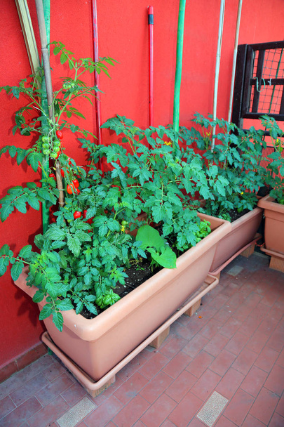 Une terrasse d'une maison dans la ville avec des pots pour cultiver des tomates cerises et d'autres légumes
 - Photo, image