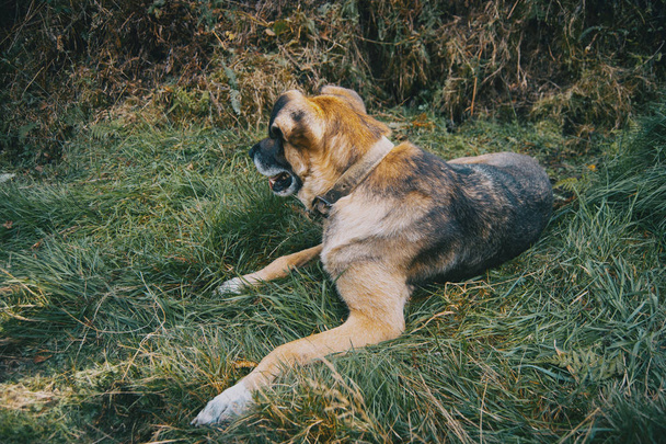 не породы собака лежит на зеленой траве
 - Фото, изображение