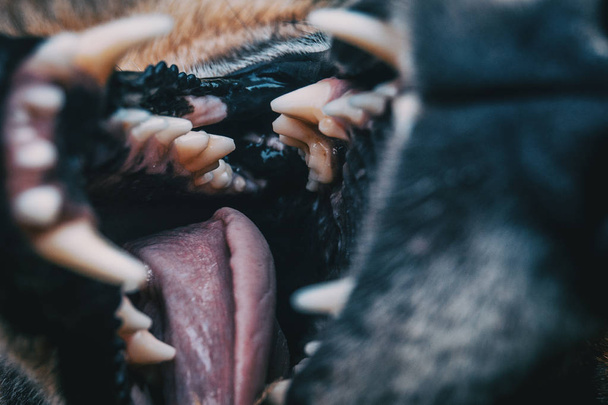 avoin leuka koiran hampaat
 - Valokuva, kuva