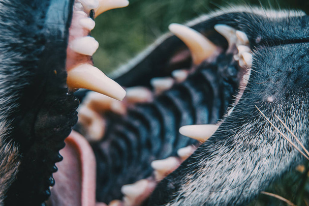 maxilar aberto com dentes de cão
 - Foto, Imagem