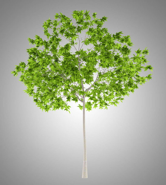 Wiśniowe drzewo na białym tle na szarym tle. ilustracja 3D - Zdjęcie, obraz