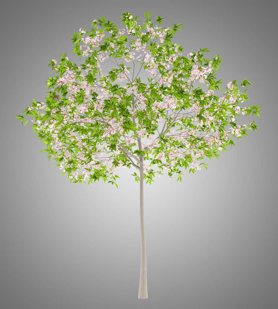ανθίζοντας δέντρο κερασιών απομονώνονται σε γκρι φόντο. 3D απεικόνιση - Φωτογραφία, εικόνα