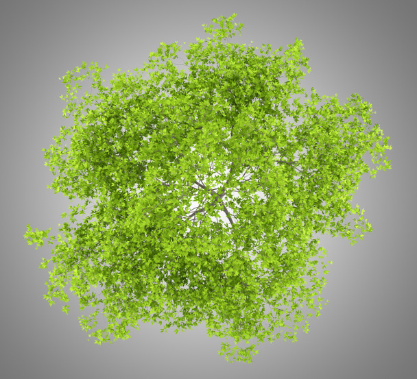 bovenaanzicht van de kersenboom geïsoleerd op een grijze achtergrond. 3D illustratie - Foto, afbeelding