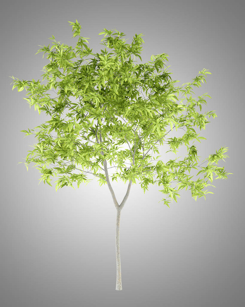 Pfirsichbaum isoliert auf grauem Hintergrund. 3D-Illustration - Foto, Bild