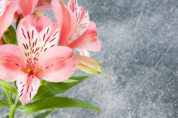 Alstroemeria rose, gros plan sur fond gris texturé. Espace de copie pour le texte, décorations de vacances
 - Photo, image