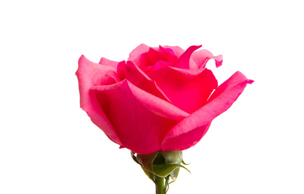 Ροζ τριαντάφυλλο απομονωμένο σε λευκό φόντο - Φωτογραφία, εικόνα