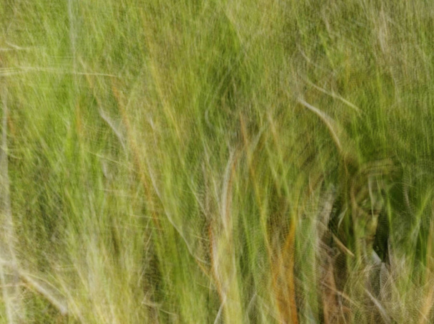 Absztrakt motion blur effekt. Tavaszi homályos levelek - Fotó, kép
