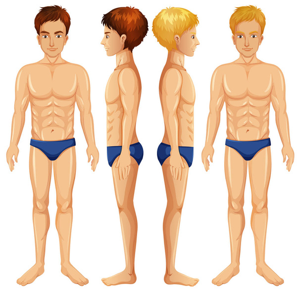 Набор иллюстраций мужского тела
 - Вектор,изображение