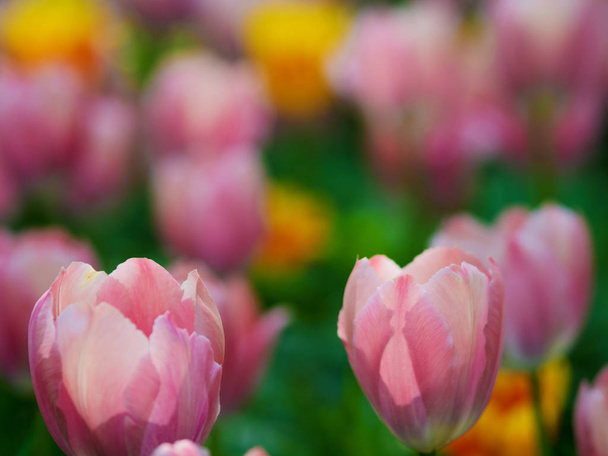 Pink Tulips. Flower bed or garden with different varieties of tulips.  - Foto, Imagem