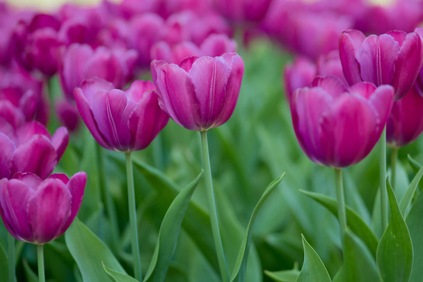Purple Tulips. Flower bed or garden with different varieties of tulips.  - Foto, Imagem
