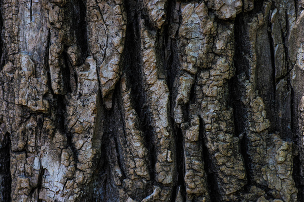Oak Tree Trunck close-up als een natuurlijke achtergrond met kopieerruimte - Foto, afbeelding