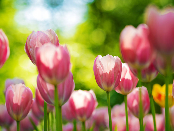 Pink Tulips. Flower bed or garden with different varieties of tulips.  - 写真・画像